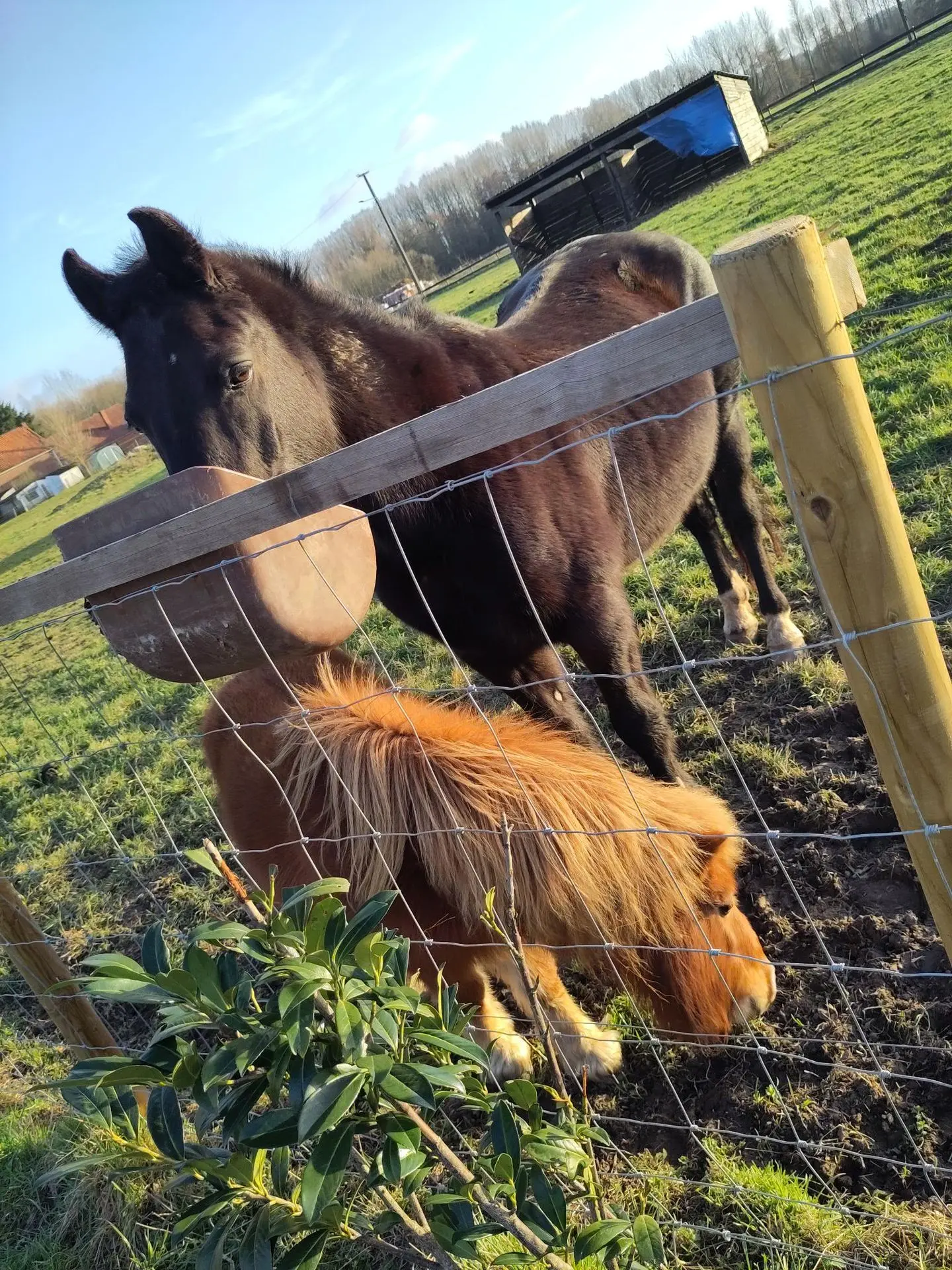 Nos poneys