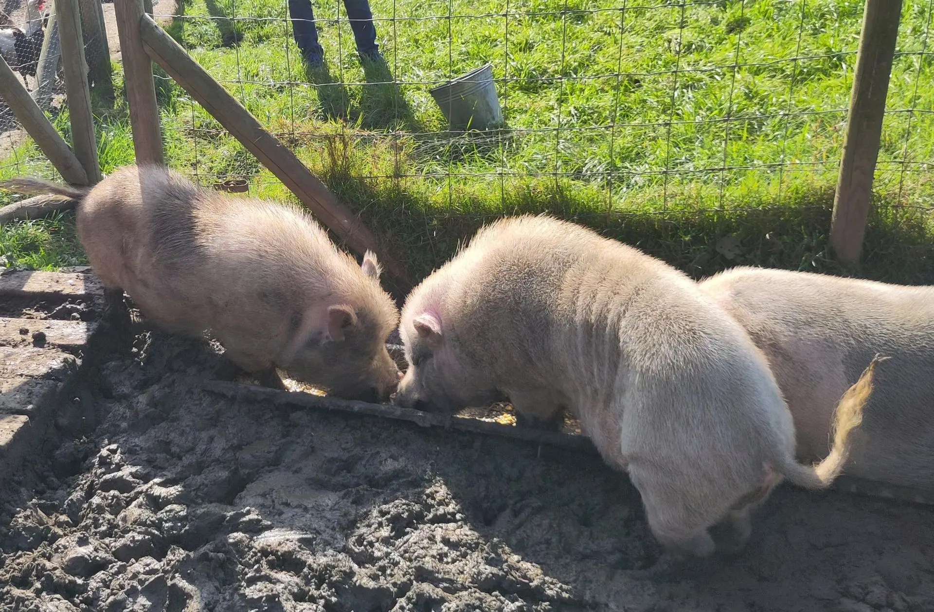 Nos cochons